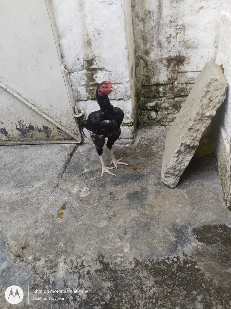 Aseel patha Murgha up for sale — photo 4