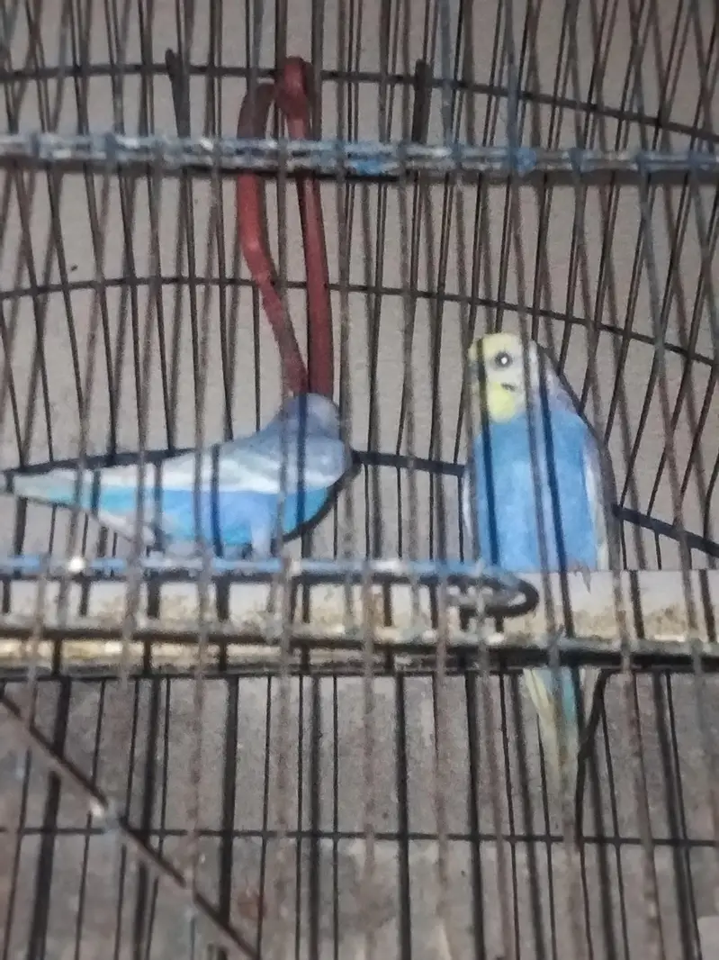 beautiful pair of budgies — photo 2