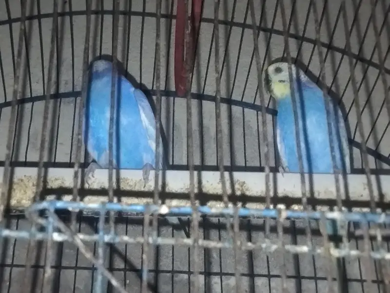 beautiful pair of budgies — photo 3