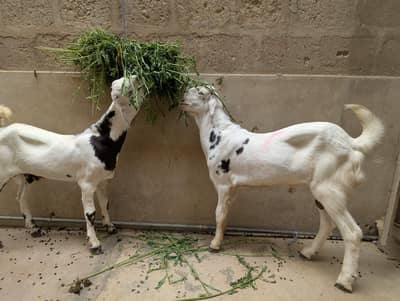 PURE TOTA PURI BREED