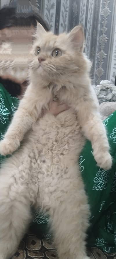 Persian cat