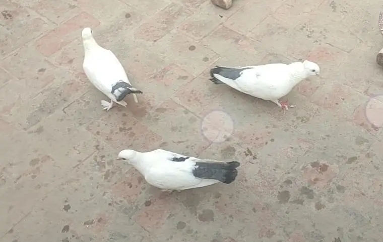 2 2 Pathy hen or aik Adult breeder pair hay dobara Ando par hay — photo 2