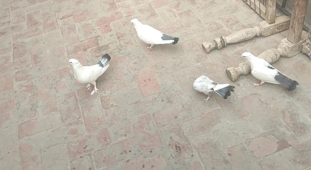2 2 Pathy hen or aik Adult breeder pair hay dobara Ando par hay — photo 3