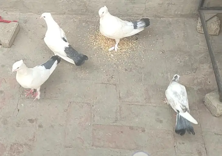 2 2 Pathy hen or aik Adult breeder pair hay dobara Ando par hay — photo 4