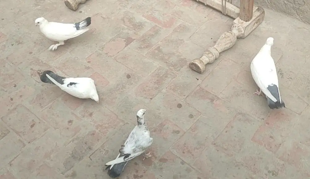2 2 Pathy hen or aik Adult breeder pair hay dobara Ando par hay — photo 5