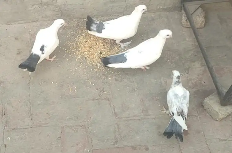 2 2 Pathy hen or aik Adult breeder pair hay dobara Ando par hay — photo 6
