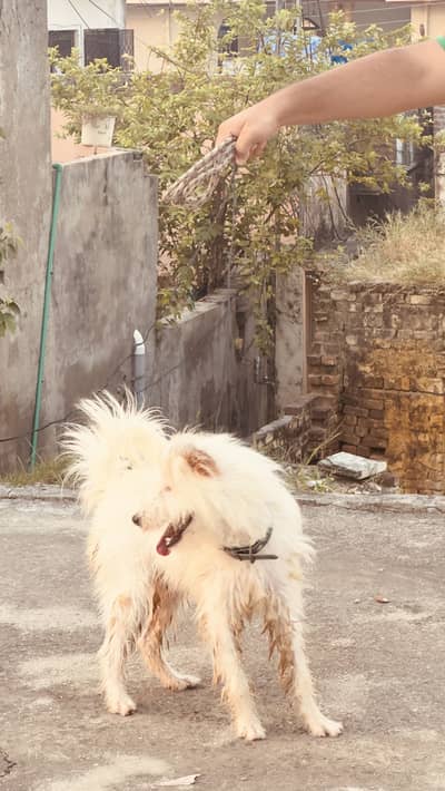 Russian dog female dog