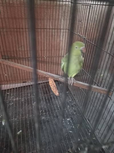 green and yellow mix female