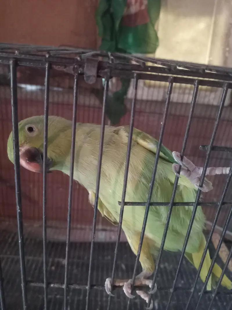 green and yellow mix female — photo 2