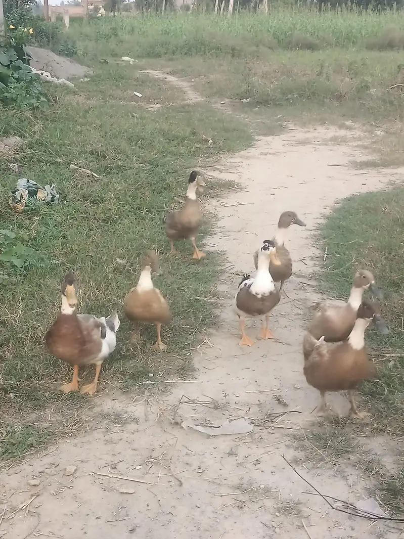 Ducks 3 Male 4 Female — photo 2