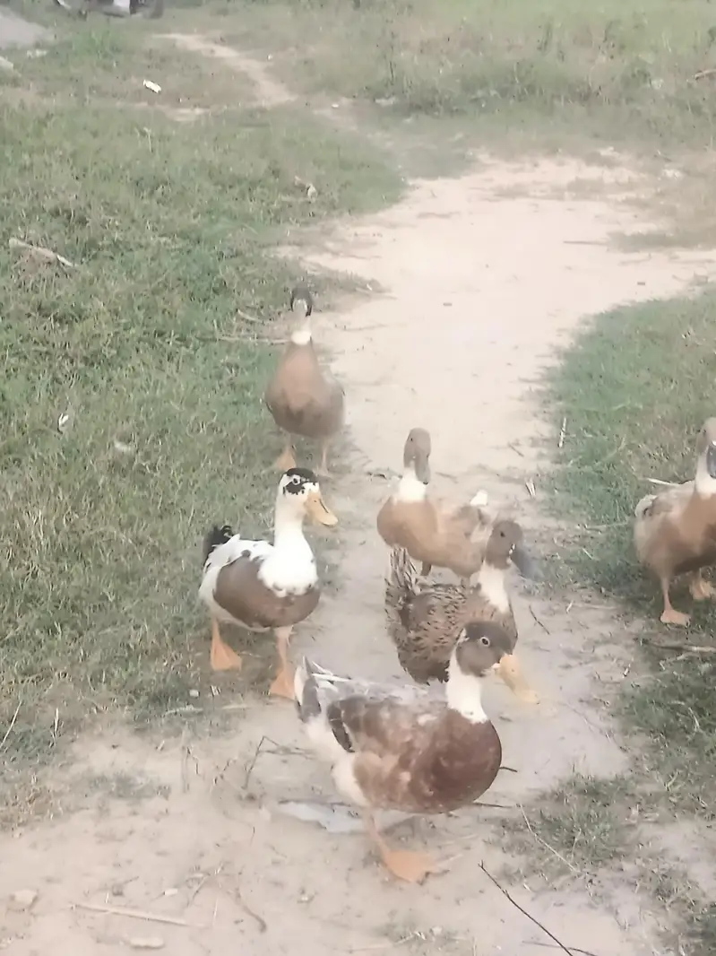 Ducks 3 Male 4 Female — photo 3
