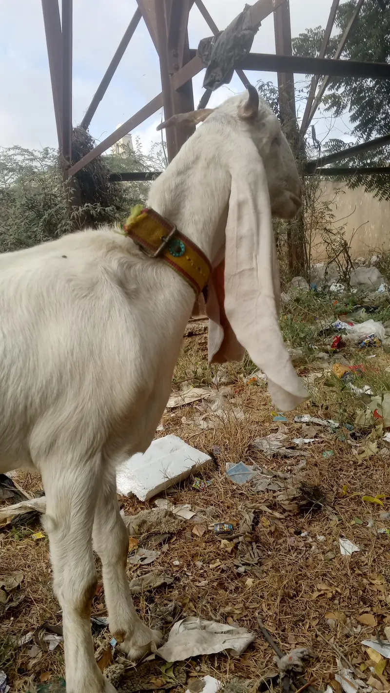 sinde gulabi bkre 2 gaban — photo 2