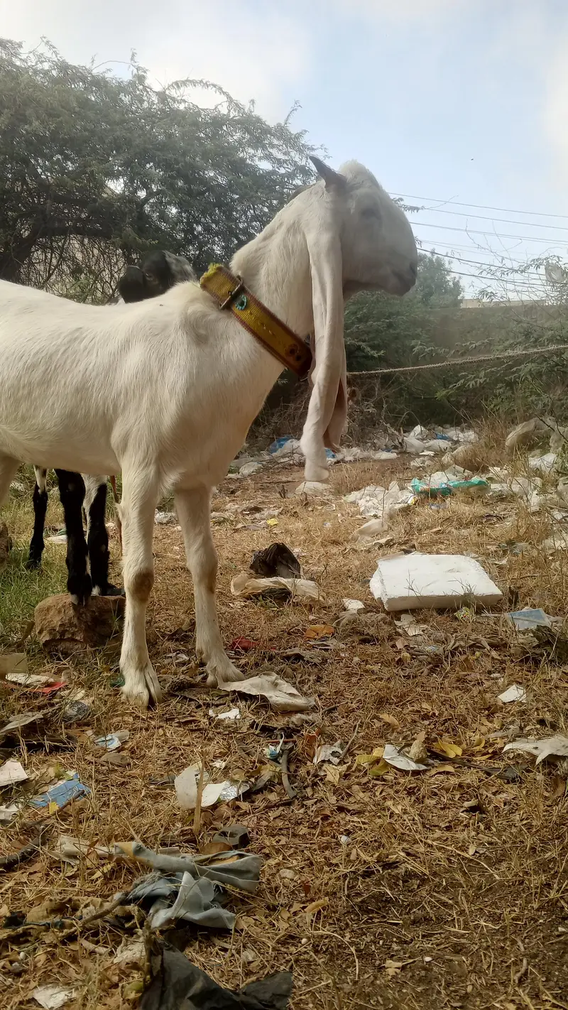 sinde gulabi bkre 2 gaban — photo 4