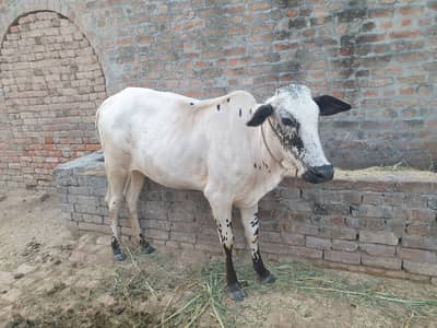 Wehri for sale