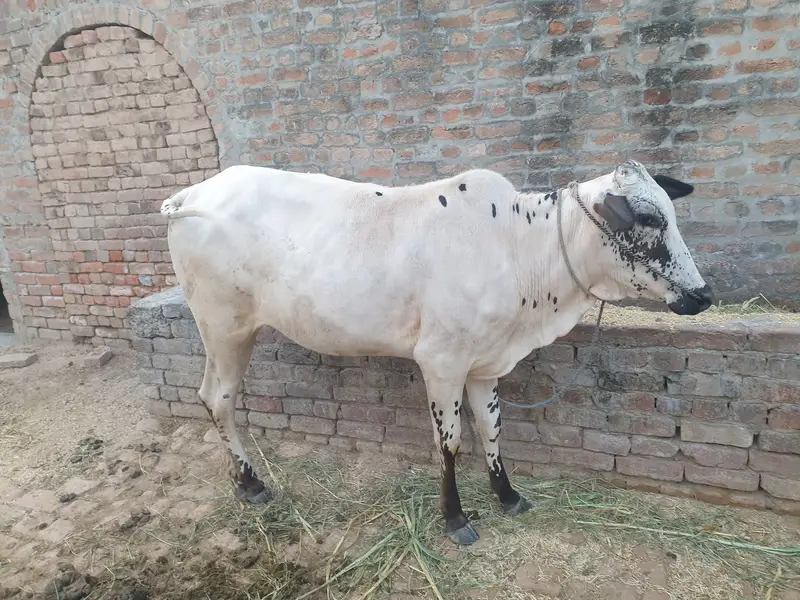 Wehri for sale — photo 2