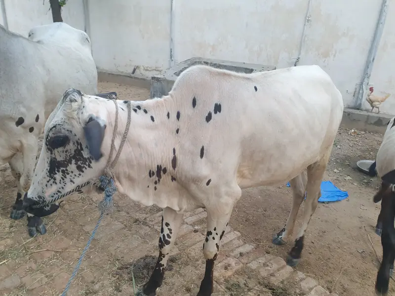 Wehri for sale — photo 3