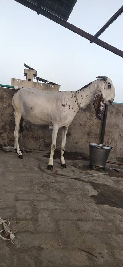 sale home goat 