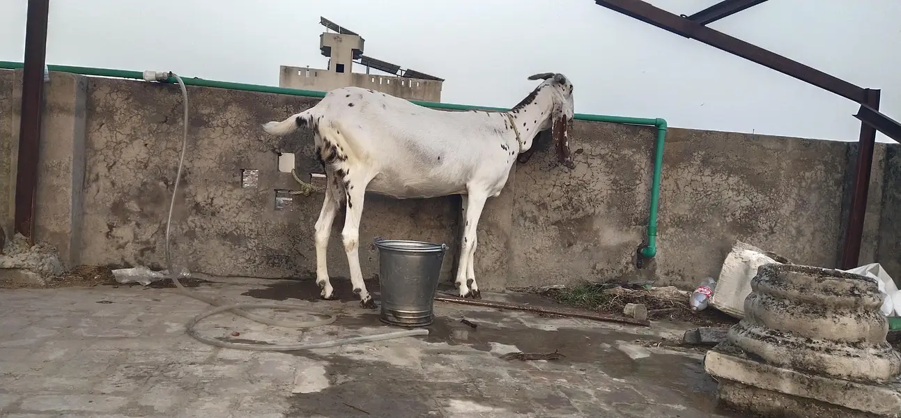 sale home goat  — photo 2