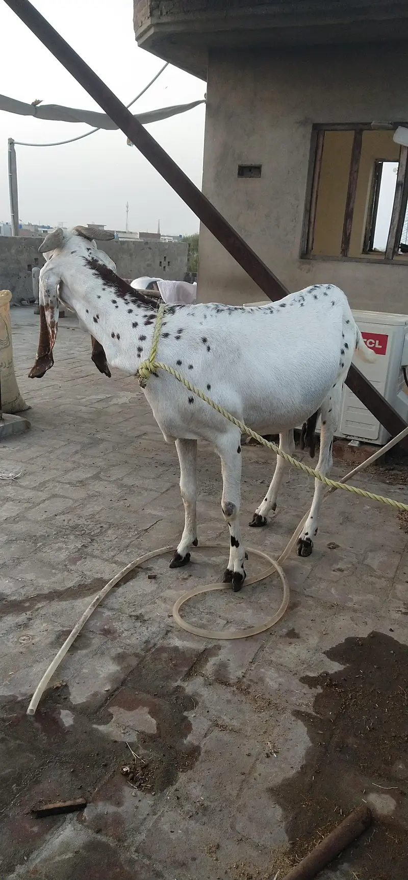sale home goat  — photo 4