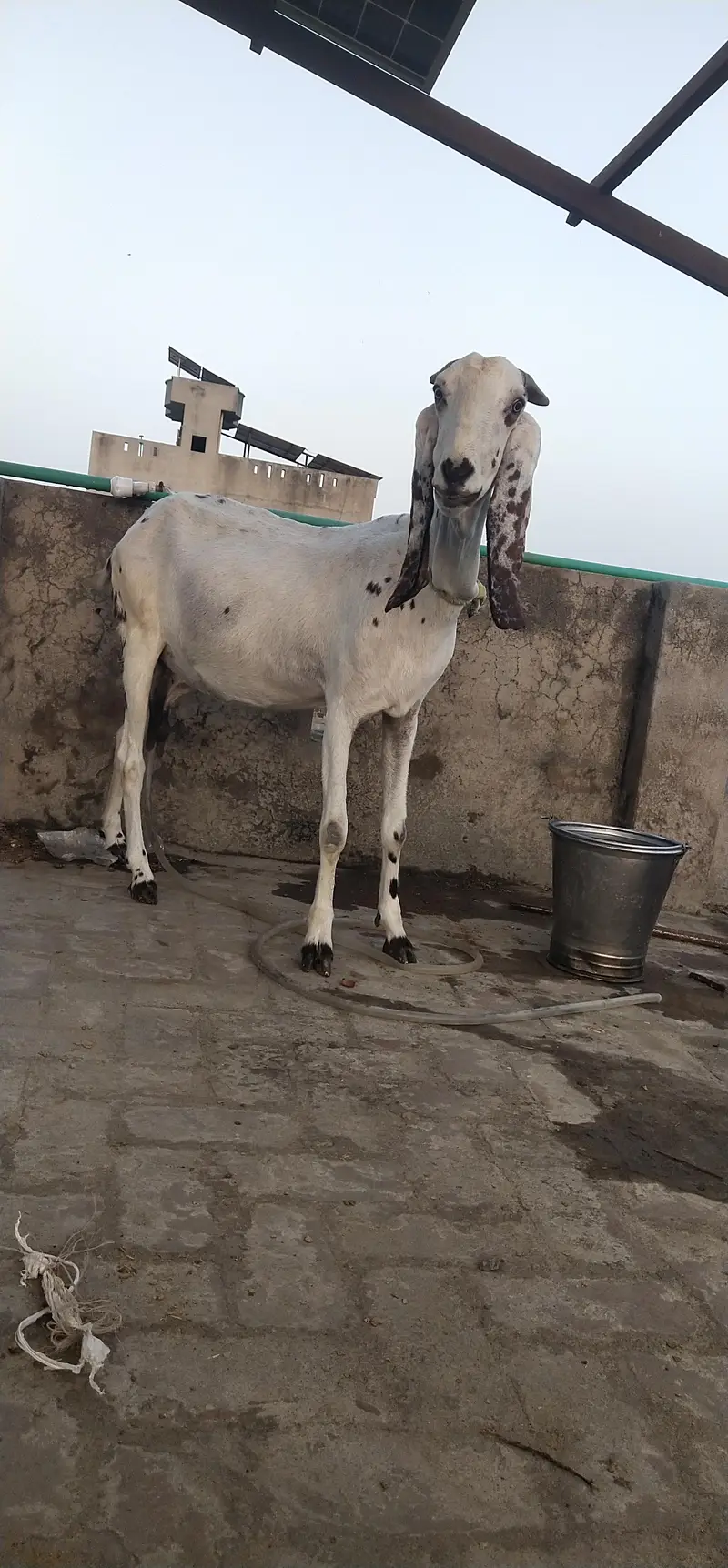 sale home goat  — photo 6