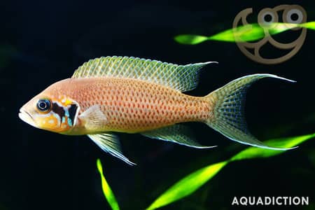 Lyretail cichlid