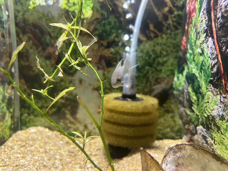 Lyretail cichlid — photo 2