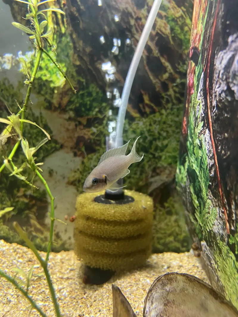 Lyretail cichlid — photo 3