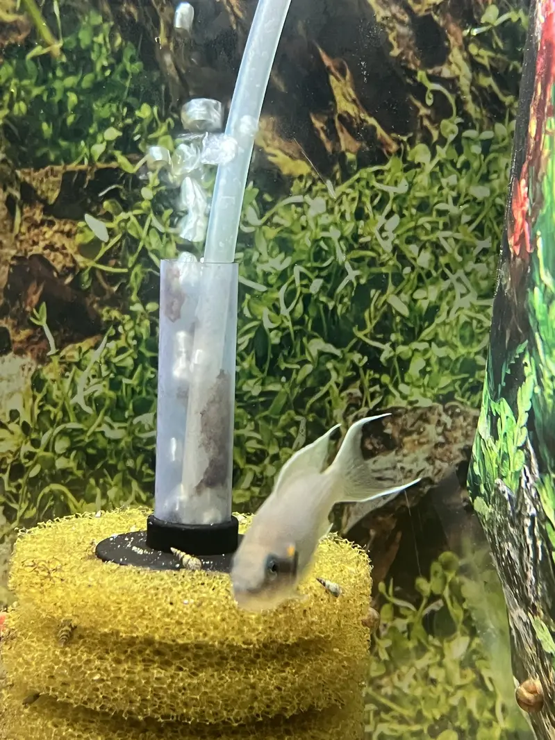 Lyretail cichlid — photo 4