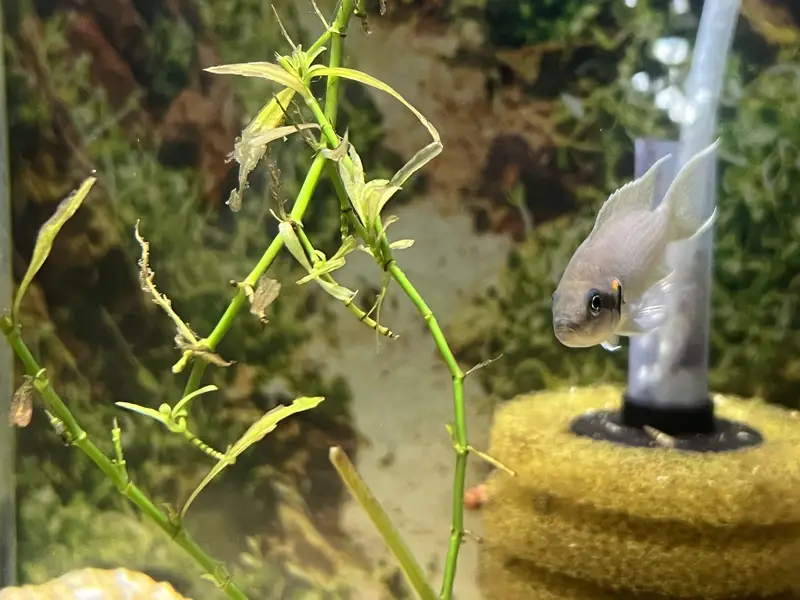 Lyretail cichlid — photo 5