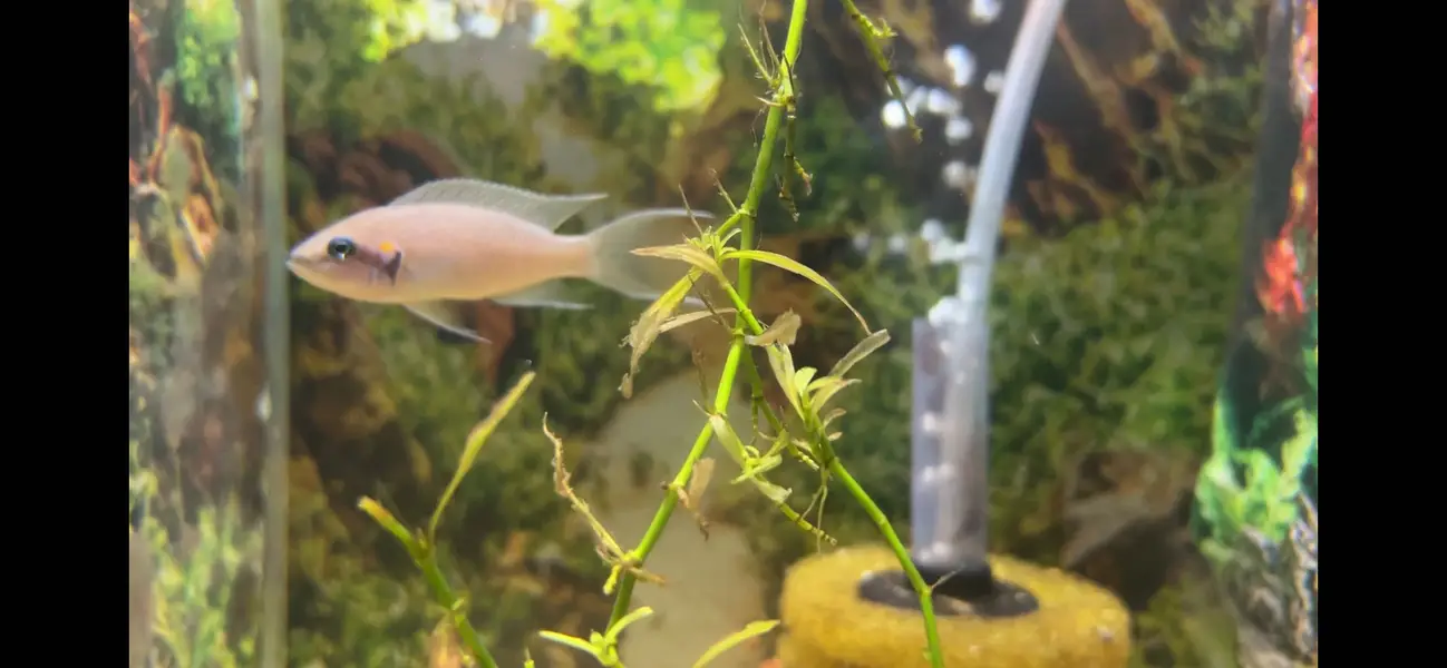 Lyretail cichlid — photo 6