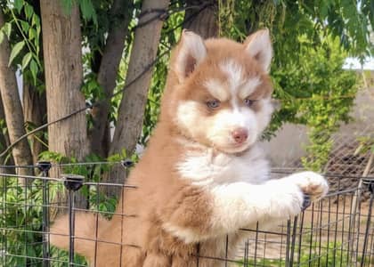 Siberian husky puppies/shihtzu puppies