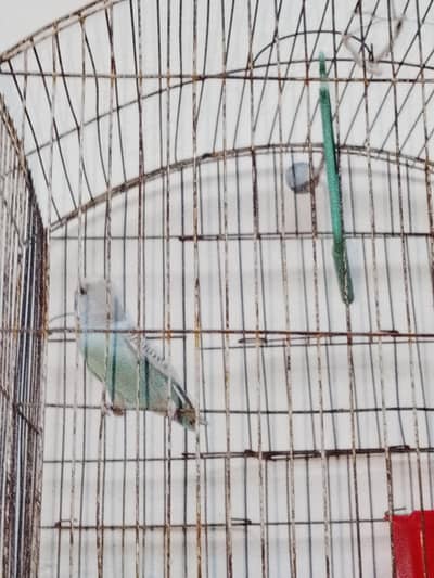 Stalien parrot
