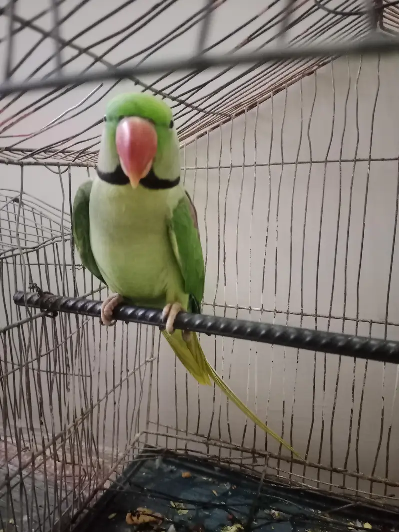 hand tap Raw parrot pure kashmiri — photo 4
