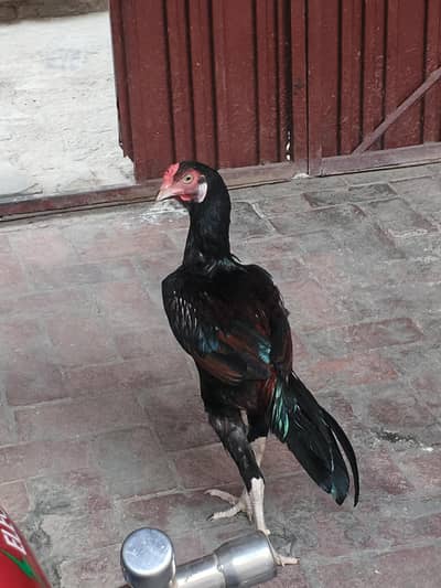 Murga or Murgi