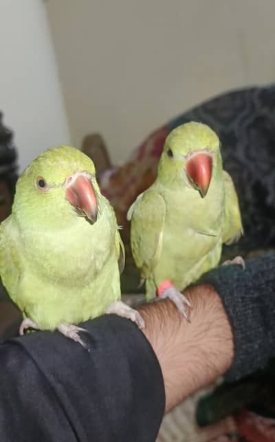 parrots pair for sale