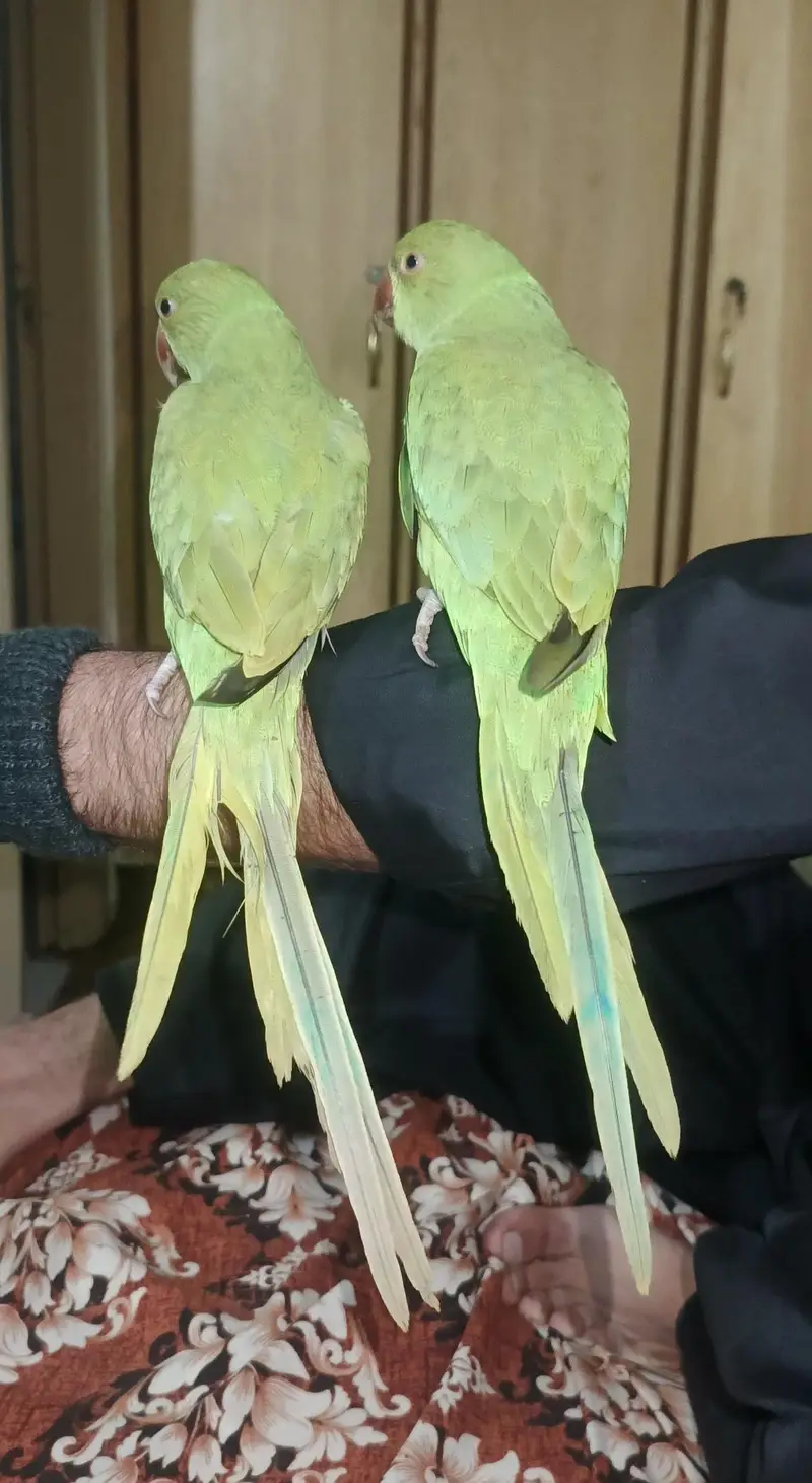 parrots pair for sale — photo 2