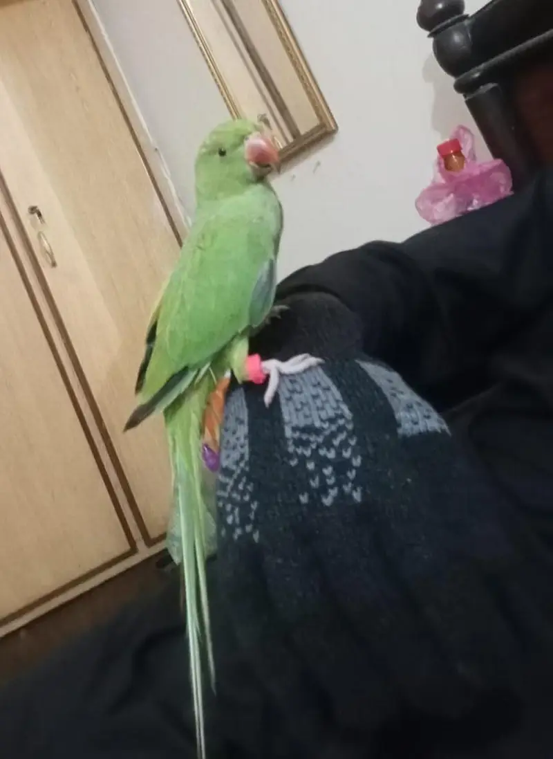 parrots pair for sale — photo 3