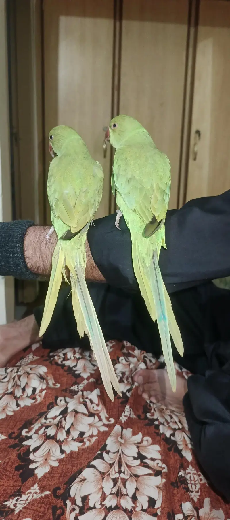 parrots pair for sale — photo 4