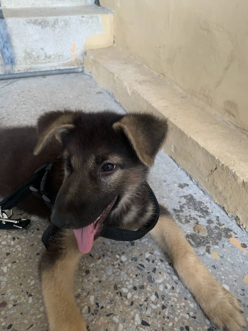 German shephard 0
