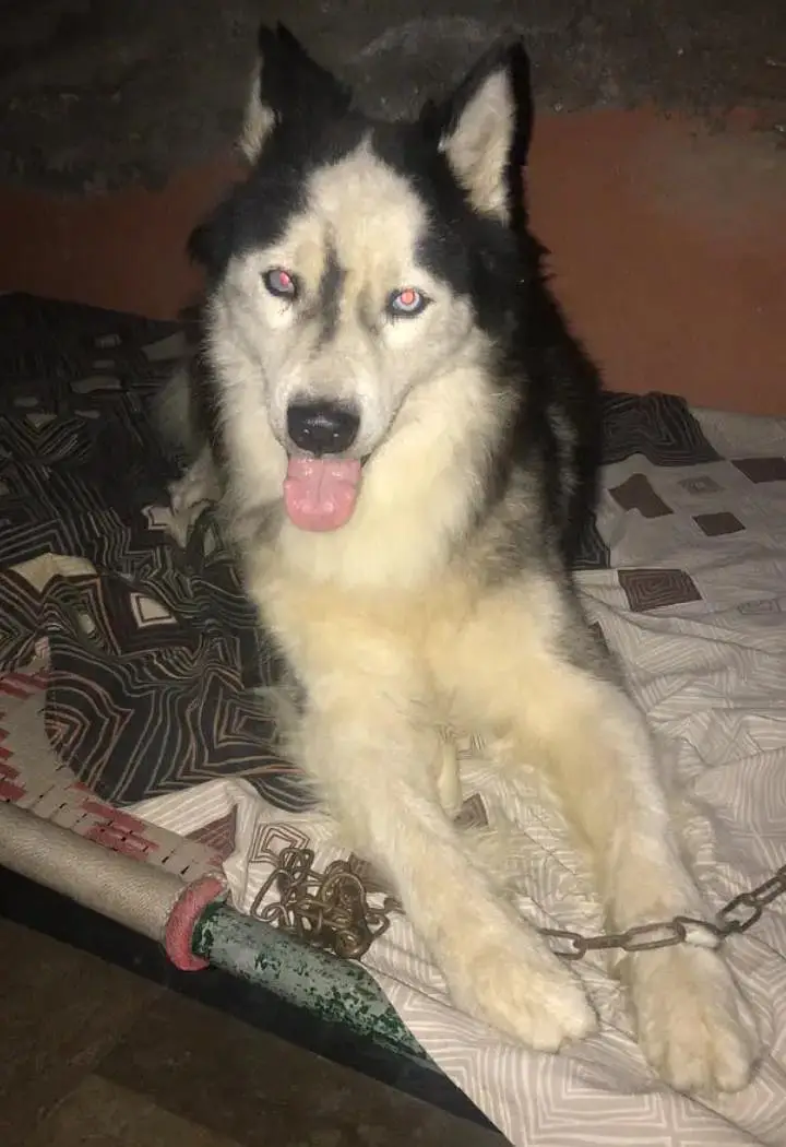 Siberian husky high quality dog wolly coat blue eyes — photo 2