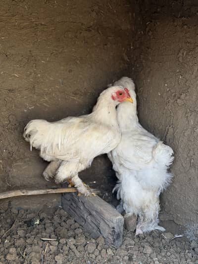 Both for sale fancy hens