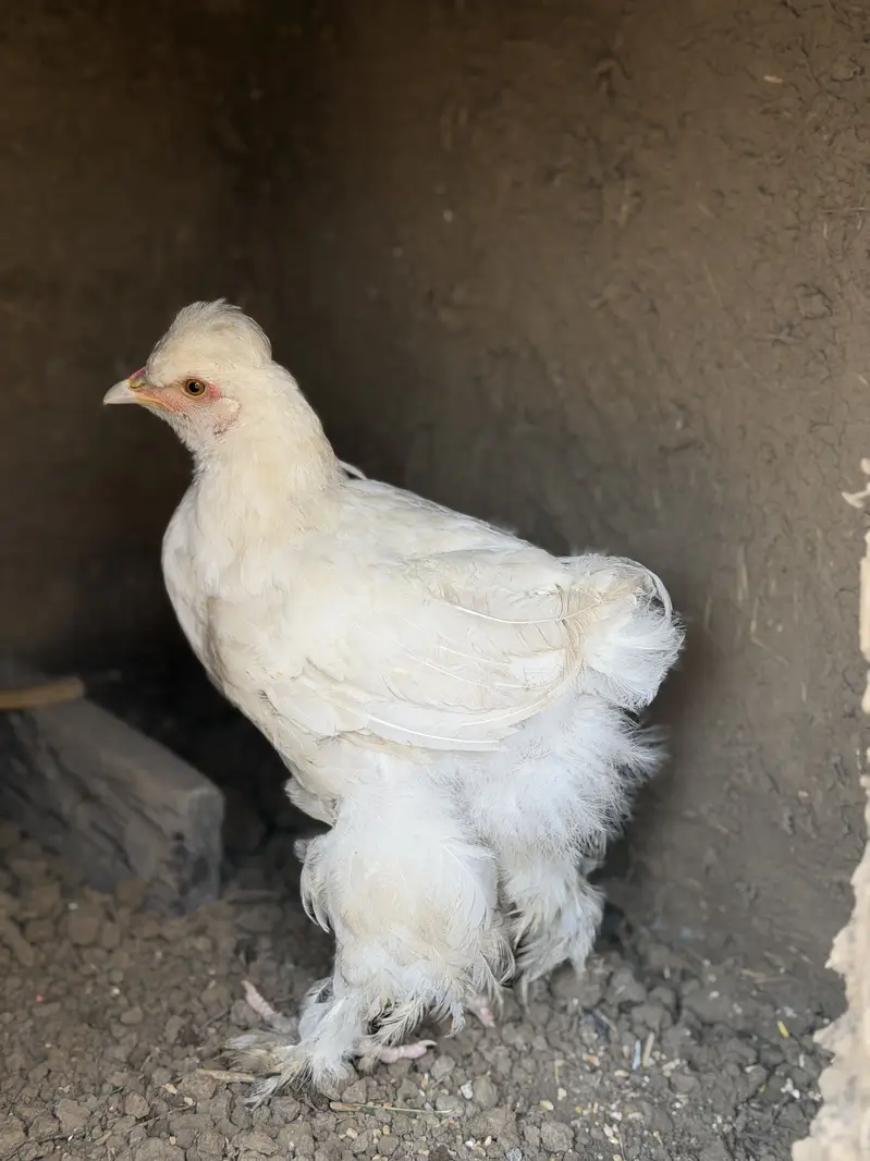 Both for sale fancy hens — photo 2