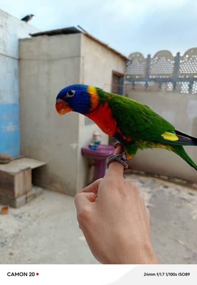 lorry parrot very friendly