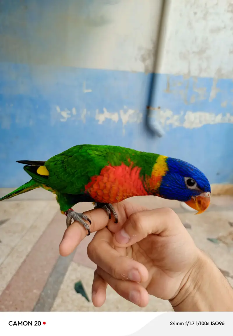 lorry parrot very friendly — photo 2