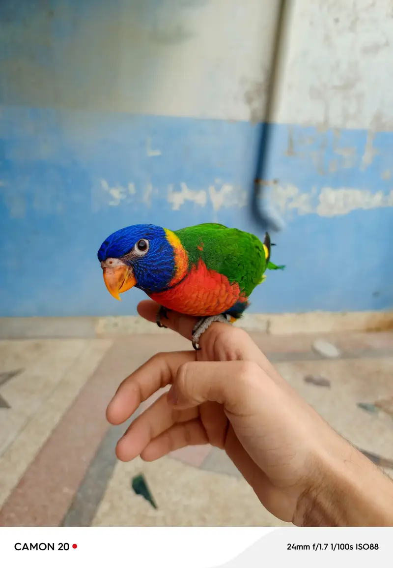 lorry parrot very friendly — photo 3