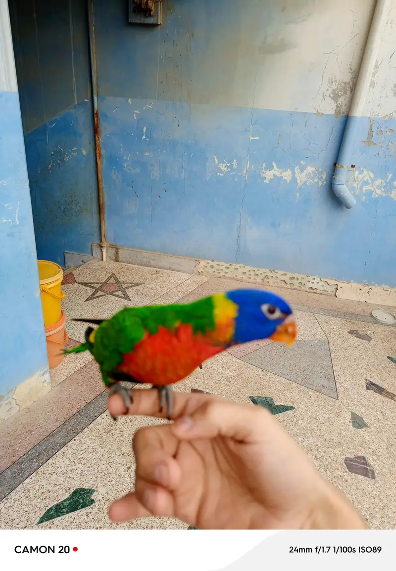 lorry parrot very friendly — photo 4