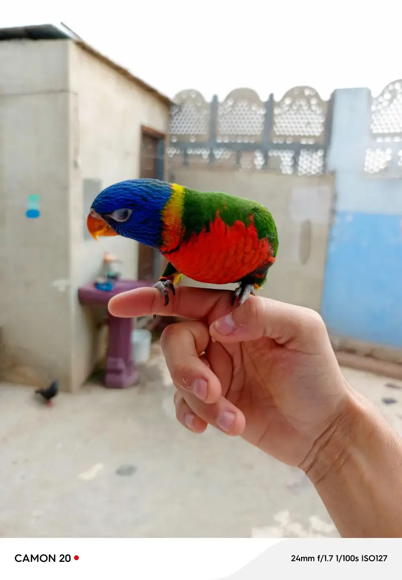 lorry parrot very friendly — photo 5