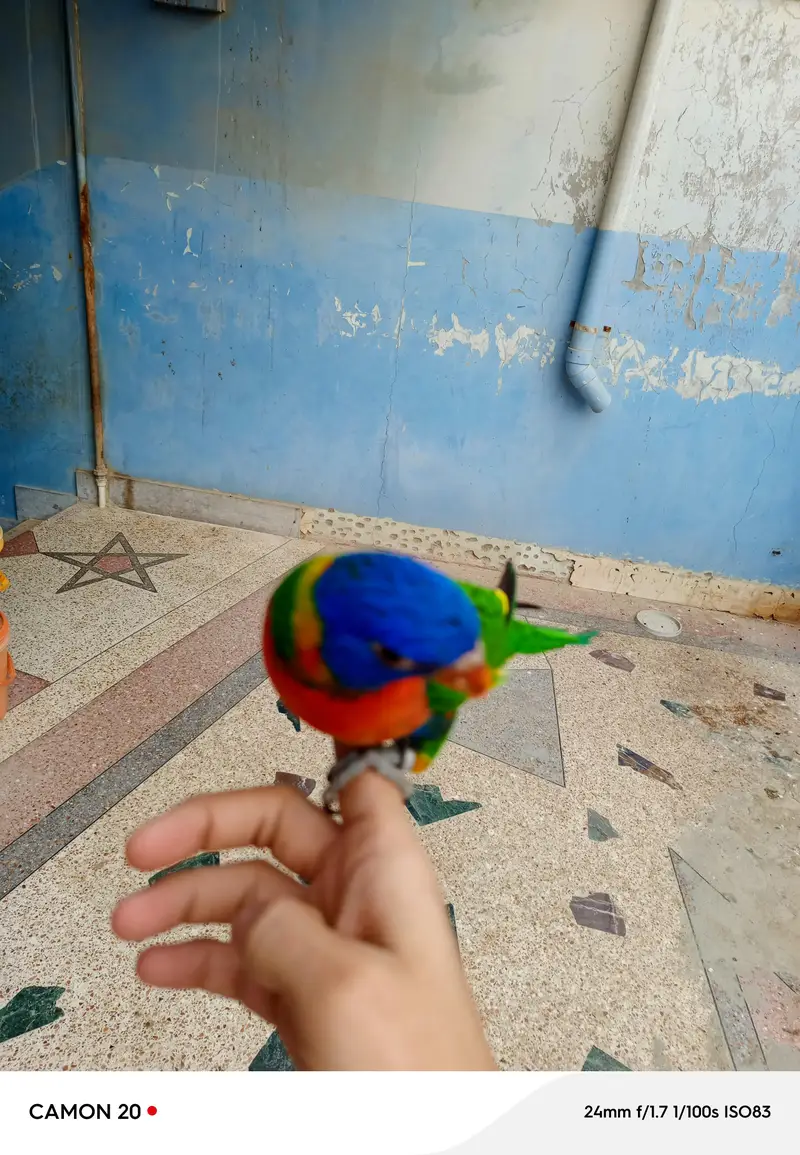 lorry parrot very friendly — photo 6