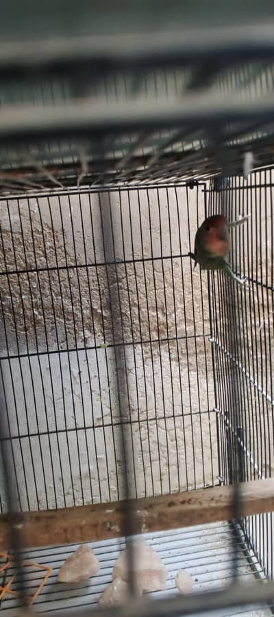 watches parrots