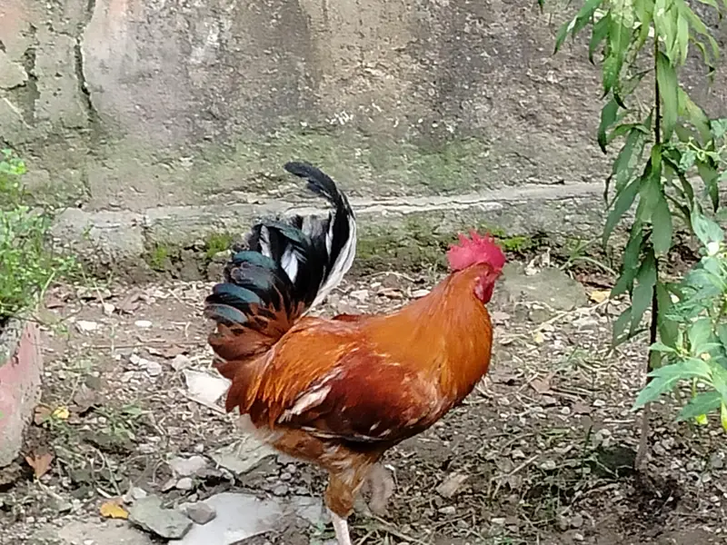 Pure Desi Murga — photo 2